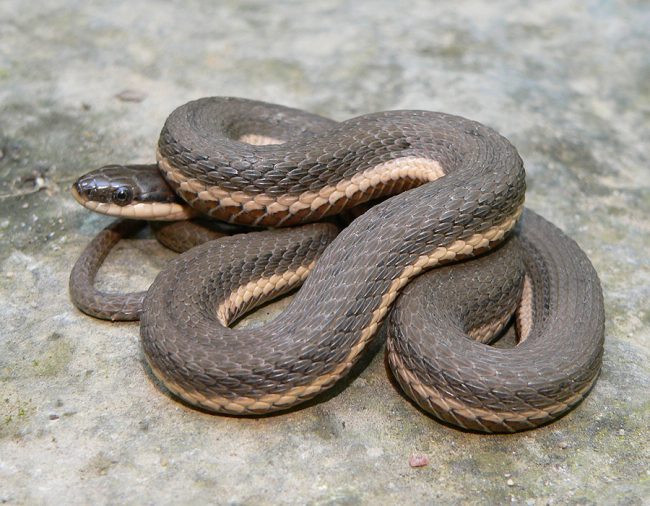 Queen snake
