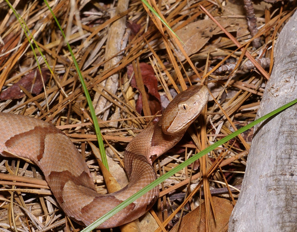 Snakes you might come across in Alabama Which ones are venomous?