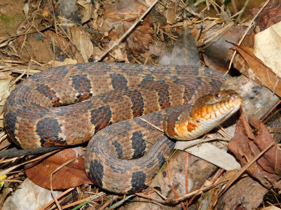 Snakes you might come across in Alabama Which ones are venomous?