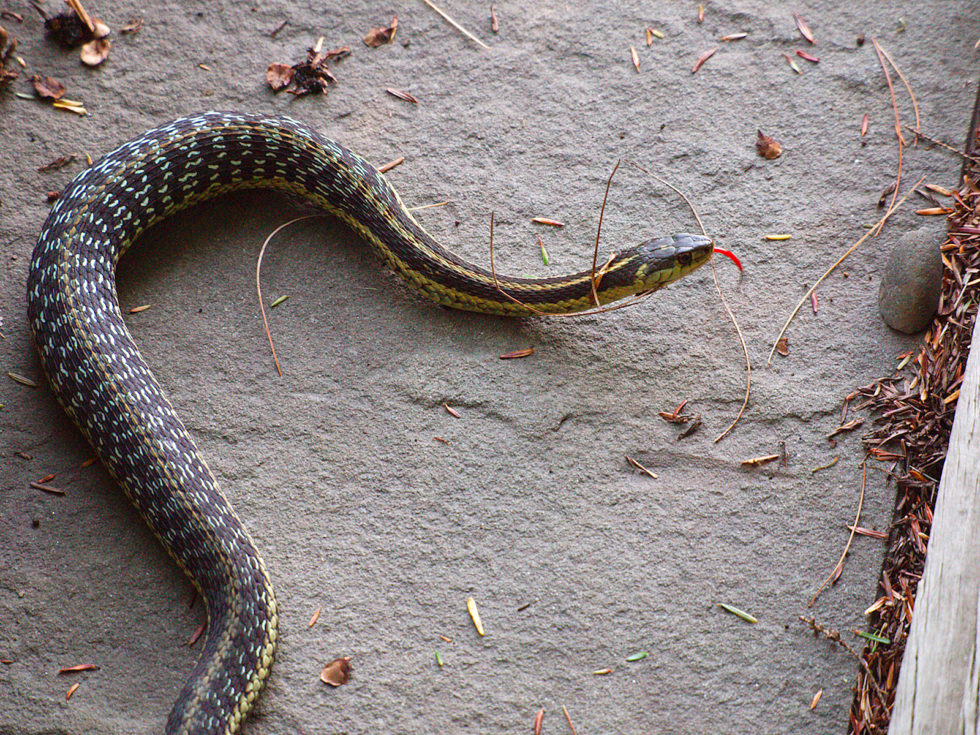 Snakes you might come across in Alabama - Which ones are venomous?