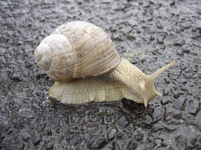 alabama has many types of snails alabama has many types of snails fun alabama facts