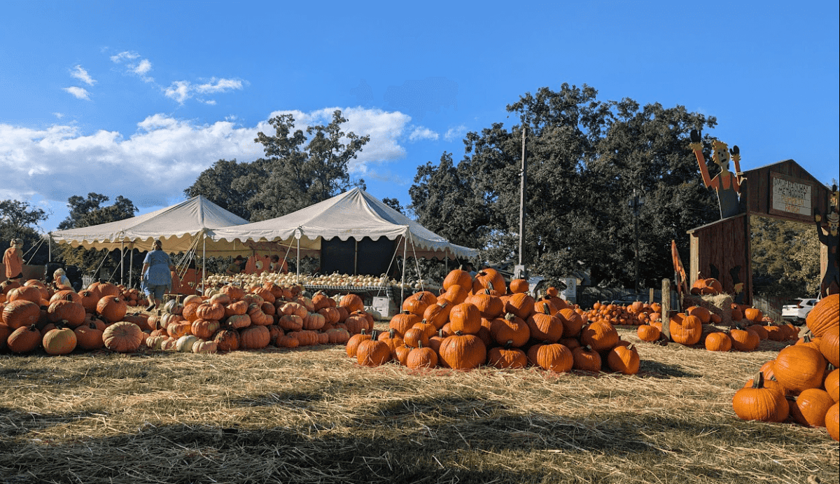 pumpkin patch - dauphin way united methodist