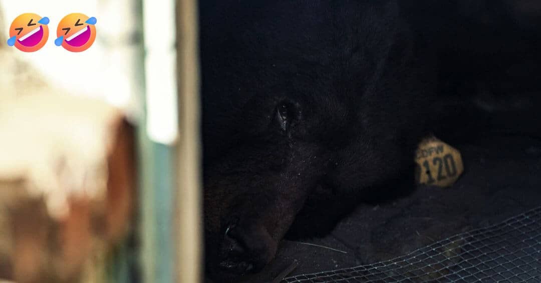 California man finds unwanted housemate: a black bear