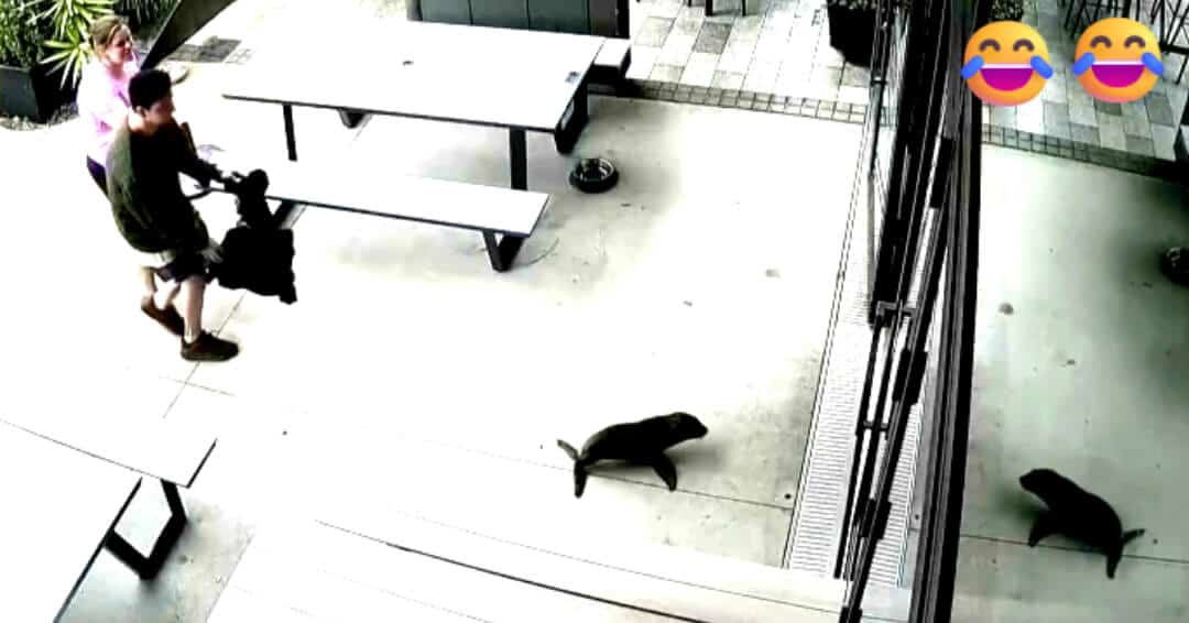 Baby seal surprises patrons at a New Zealand bar