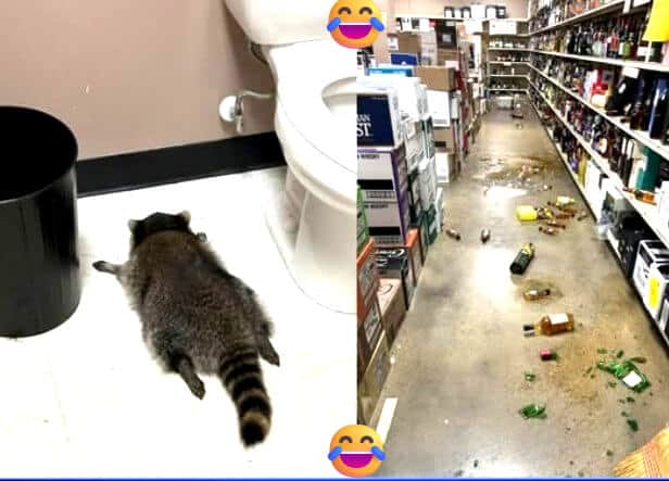 Raccoon Rampages Through Virginia Liquor Store Then Passes Out
