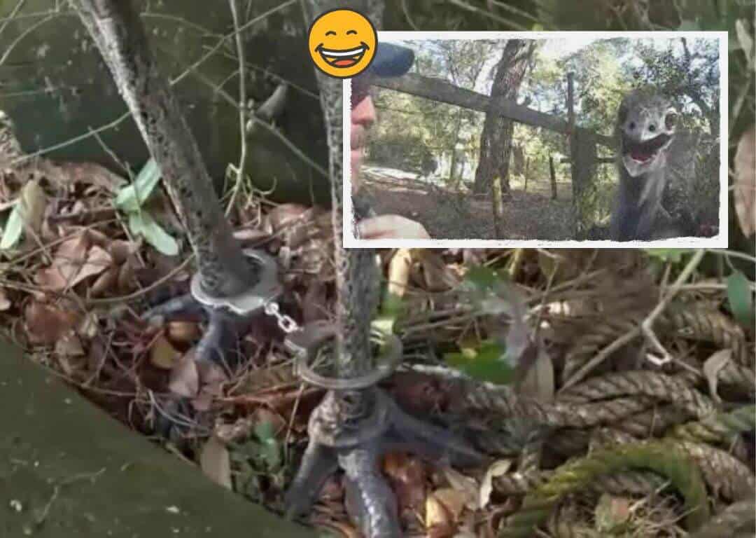 Runaway emu caught with a lasso in Florida