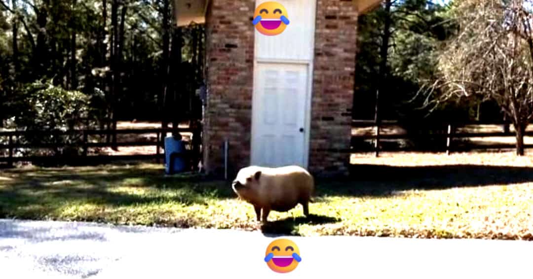 Surprise potbellied pig won’t leave Alabama home