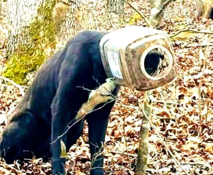 Alabama dog rescued with bucket stuck on its head