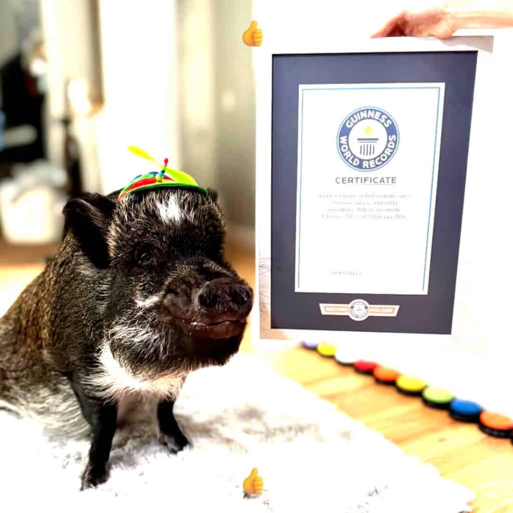 Talking button pig racks up record IG following