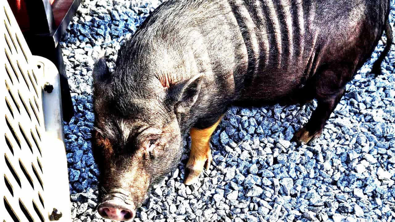 Runaway pigs spotted across Massachusetts